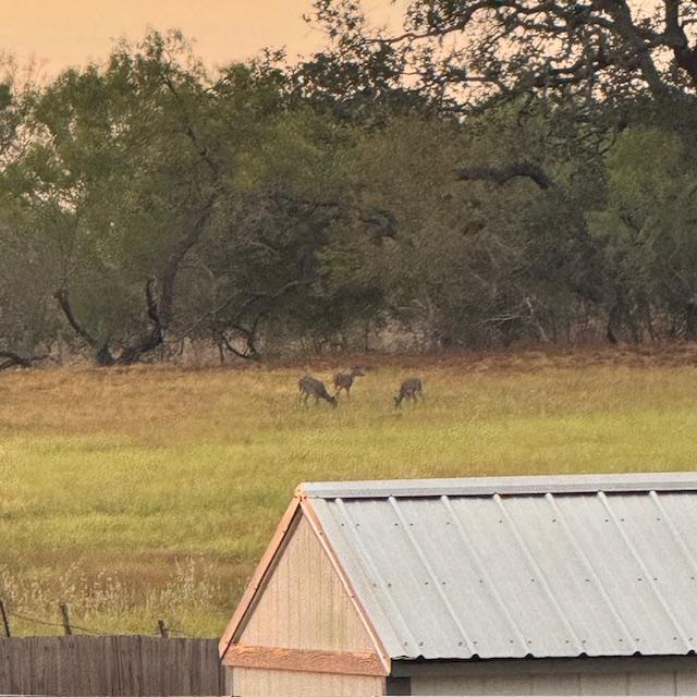 These 3 deer are munching and catching up on the latest gossip.