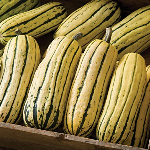 Grow winter squash like Delicata.