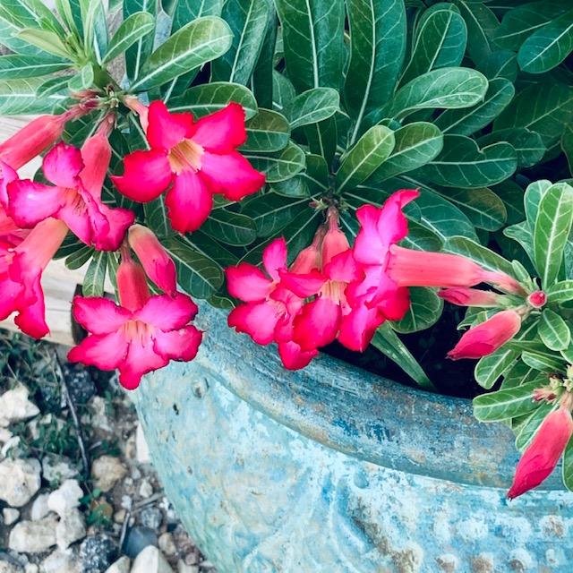 Look at our beautiful desert rose plant. Hopefully I can propagate it to sell.