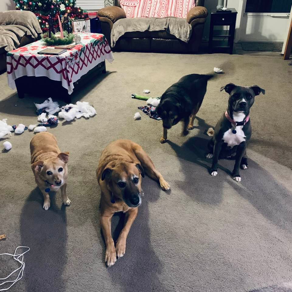 All the pups lined up when I came into the house and found a Christmas mess. Molly tore up a beautiful Christmas pillow that I made.