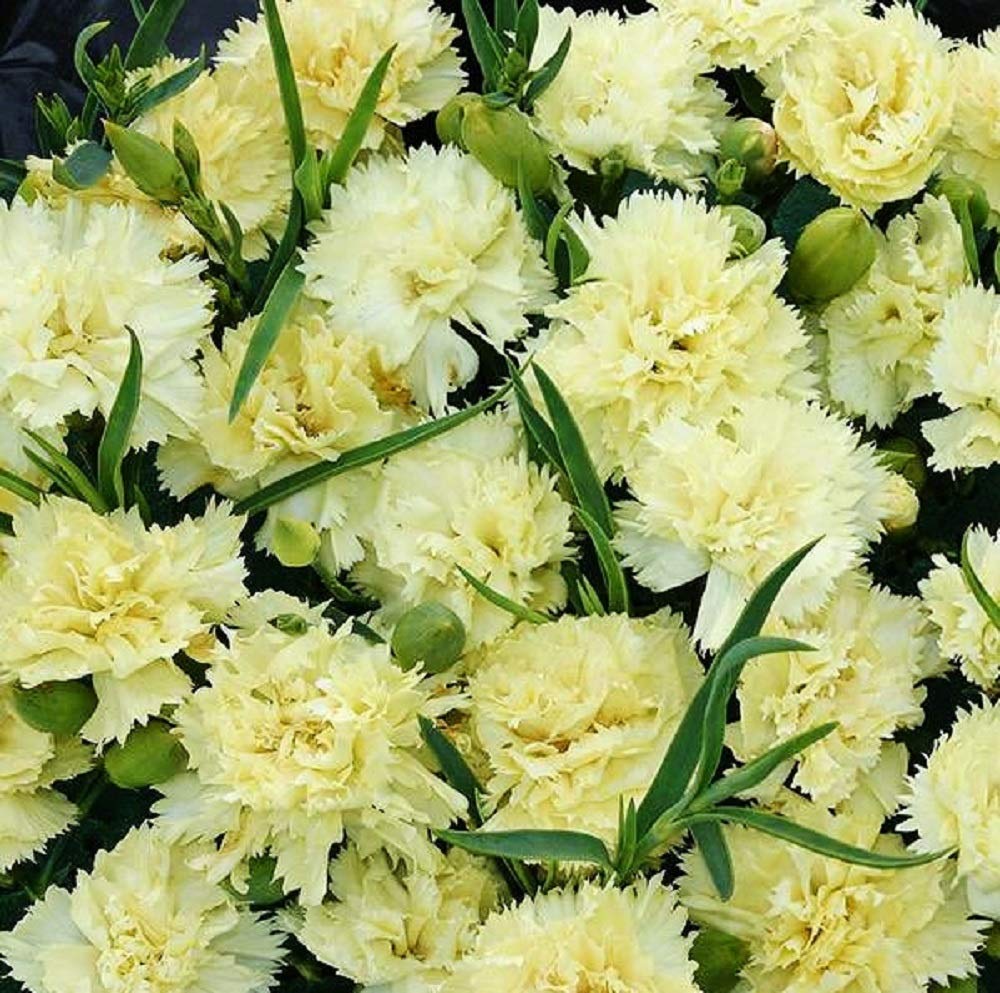 This is the Dianthus Chabaud Marie.