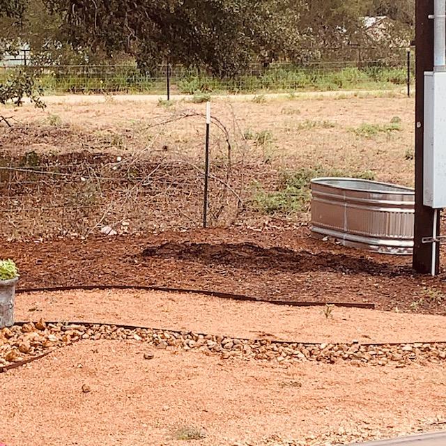 See the dirt? This is where the Greenstalk planters were but one blew over in the night as they were not on even ground on the mulch.