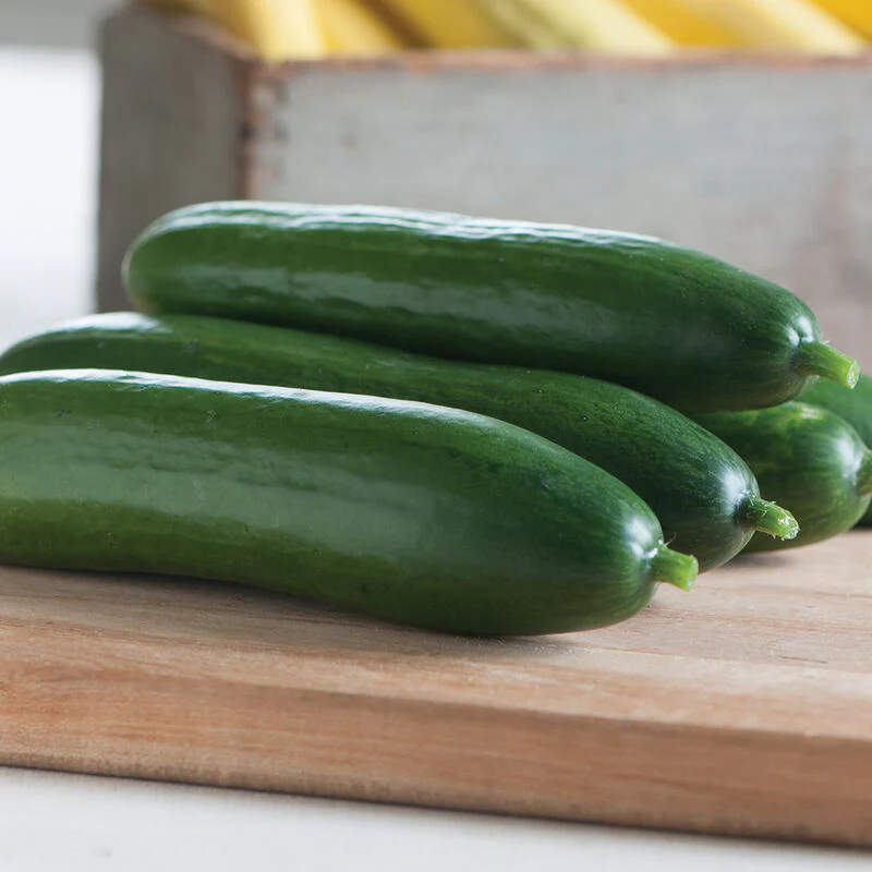 This is the Diva Slicing cucumber. It is our most popular slicing even though it is a hybrid. It has great flavor and disease resistance. This is the Diva Slicing cucumber. It is our most popular slicing even though it is a hybrid. It has great flavor and disease resistance.