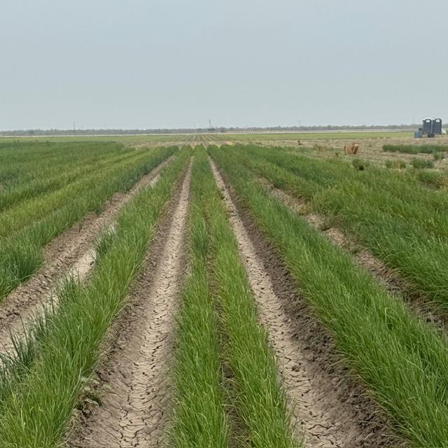 I believe we were told they have over 200 acres used for onion starts and commercial cantaloupes. The place was huge. They have so many varieties of onion starts.