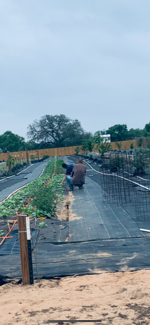 Dawson and Matt are out in the back 40 planting spinach and taking care of existing plants.