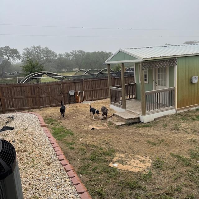 Left to right, Pamela, Sue Ellen, and Trump play in the yard this morning during the fog. Aren't they adorable?