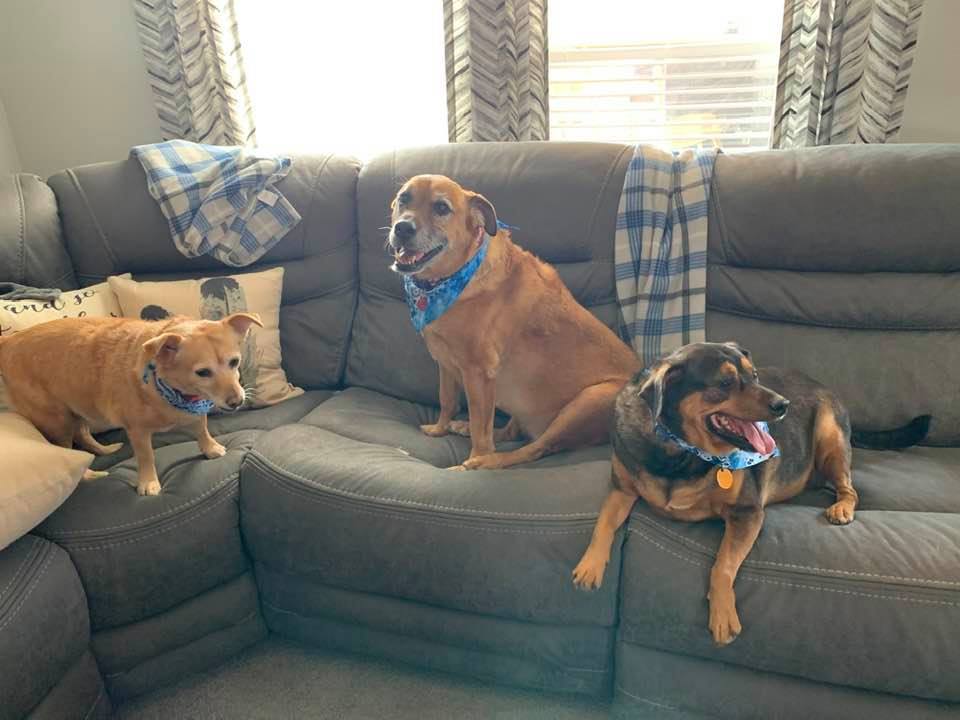 Ethel, Lucy, and Annabelle showing off their new blue scarves after being groomed.