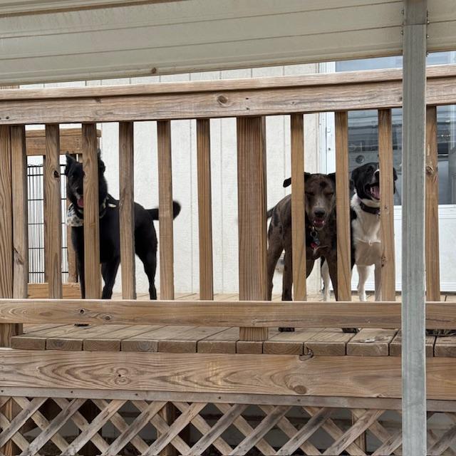 Left to right, Pamela, Trump, and 
Sue Ellen. Aren't they so cute?