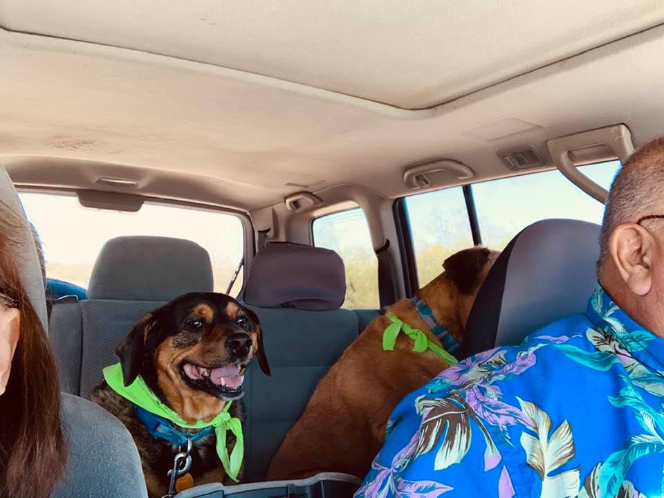 My ear, Annabelle, Lucy, and part of David. Ethel is hiding back there somewhere, on the way to the groomer.
