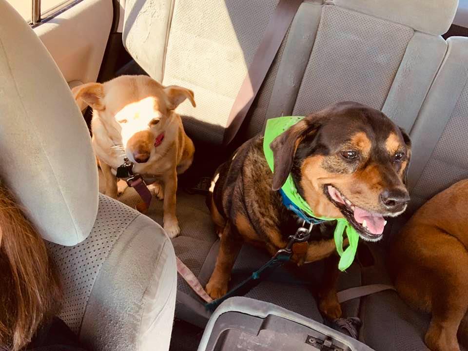 My hair, Ethel, Annabelle, and a part of Lucy on the way to the groomer.