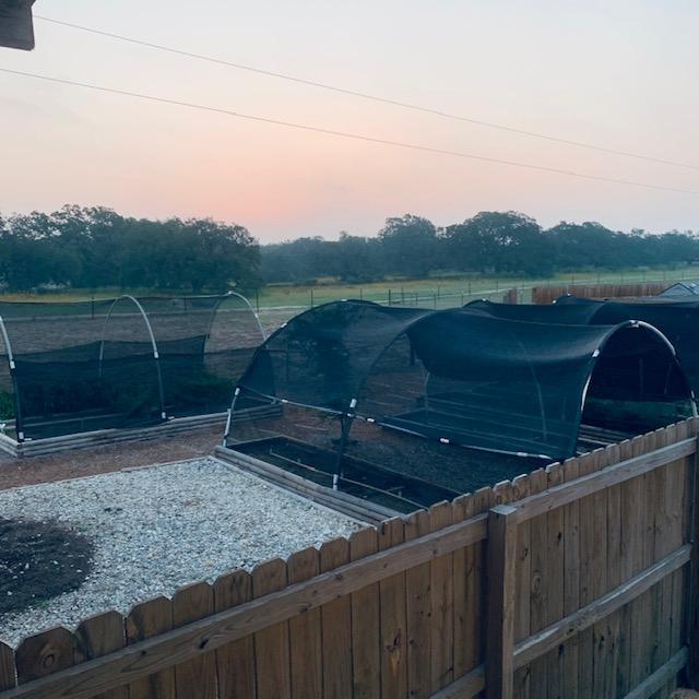 Most of our planting is now done under shade cloth which makes a huge difference in the way plants grow here in South Central Texas. Most of our planting is now done under shade cloth which makes a huge difference in the way plants grow here in South Central Texas.