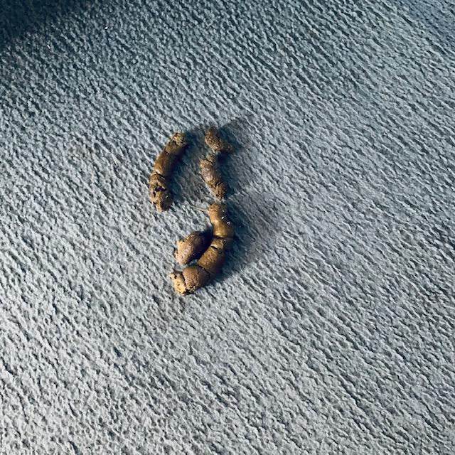 Ethel made a delightful surprise for me in the den.