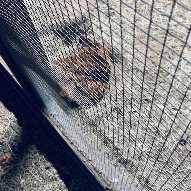 The light is on in the chicken house and this hen is taking a dust bath at night!