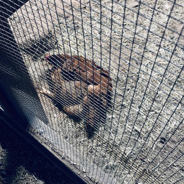 View 2: The light is on in the chicken house and this hen is taking a dust bath at night!
