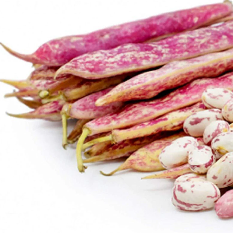 This is the Dwarf Taylor Horticultural Dry Bean.