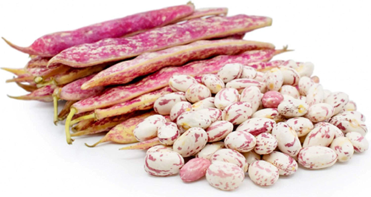 This is the Dwarf Taylor Dry bean which is one of the popular legume plants.