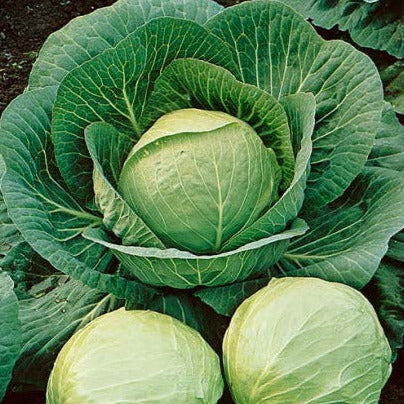 Grow cabbage like the Early Dutch Round cabbage.