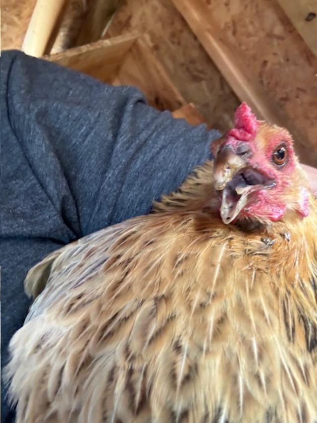 This is one of our Easter Egger chickens. She lays blue eggs.