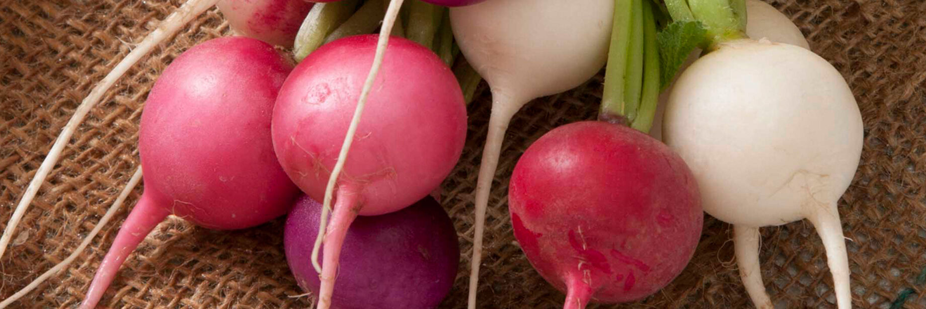 Easter egg radishes are perfect for spring but they come in greens and blacks as well. Some are hot and some are mild.