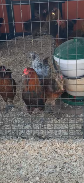 The bird front and center with the red on his head is another rooster.