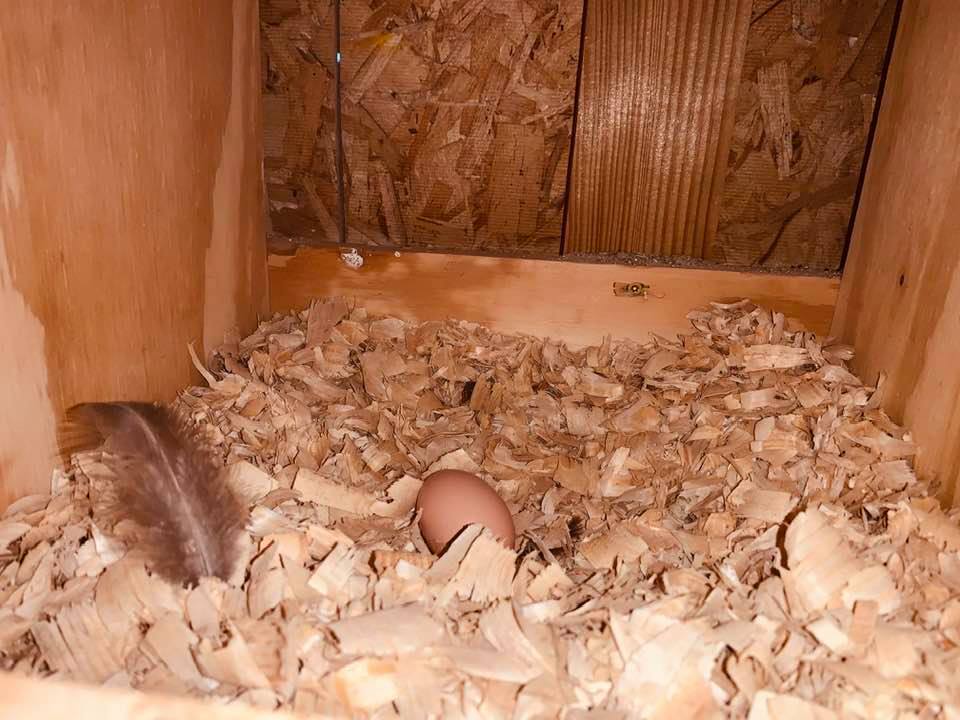 Egg 5 on the top row!