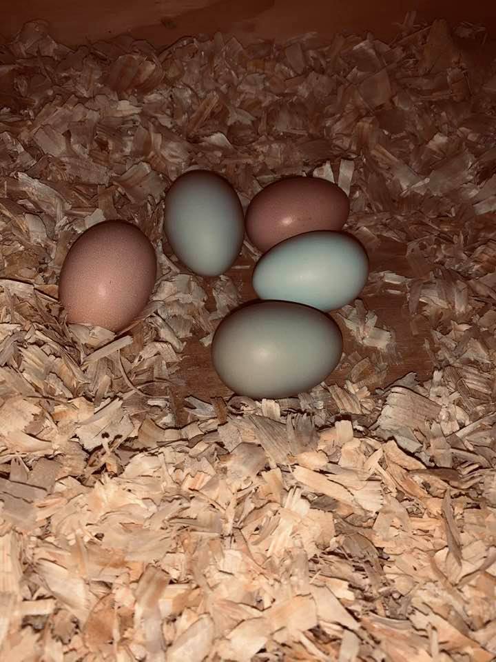 Five different hens laid eggs in this nest during the same day. Crazy when we have 20 nesting boxes. Five different hens laid eggs in this nest during the same day. Crazy when we have 20 nesting boxes.