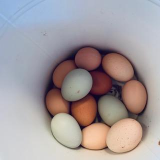 Eggs fresh from our hens every afternoon! They come in a variety of colors. The blue ones are just as tasty and healthy as the brown ones.