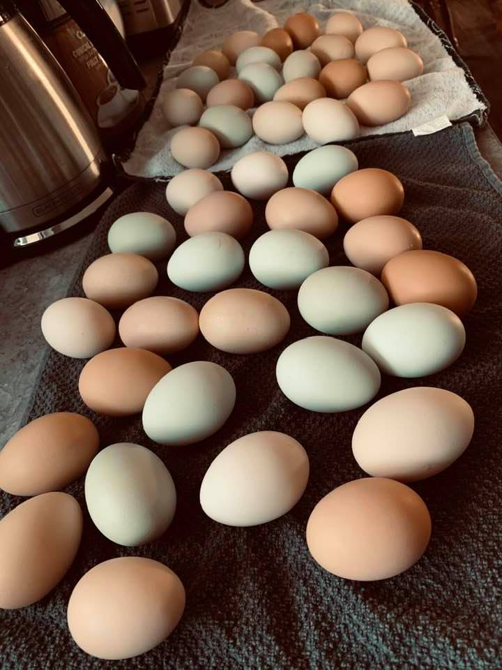 I packed up this beautiful array of farm fresh chicken eggs from my chickens this morning to sell in the store today. I packed up this beautiful array of farm fresh chicken eggs from my chickens this morning to sell in the store today.