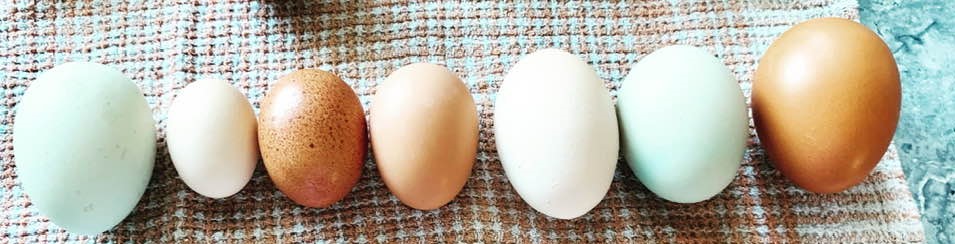 The 2nd egg from the left is the tiniest I have ever seen from a chicken and the last one on the right is the largest one of our chickens has laid, both today.