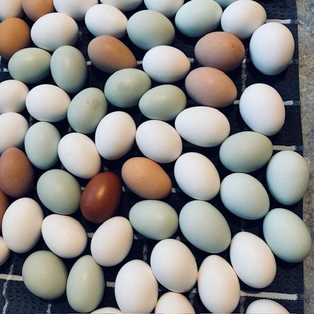 We have dozens of farm fresh eggs from our own chickens every day.