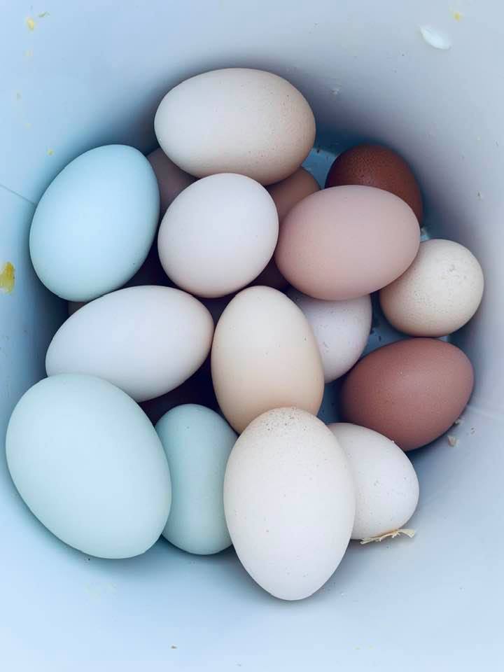 The chickens are still laying plenty of eggs, even though it has been miserably hot and humid. They are troopers.