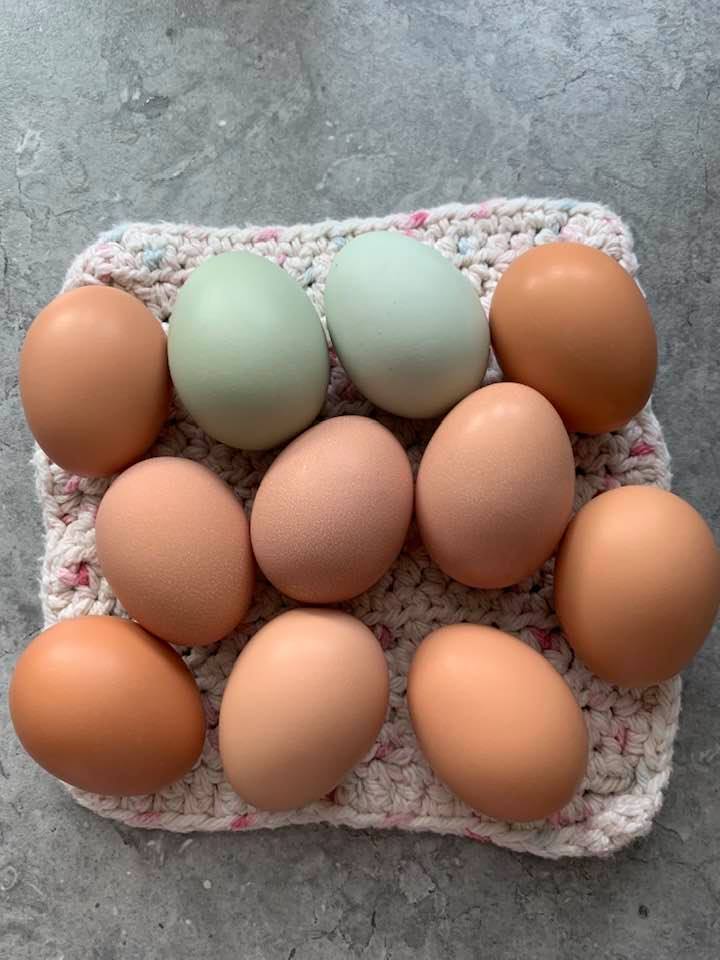 Finding eggs is getting a bit easier now. The chickens let me get in there but they follow me and nip at my boots and legs. I am getting about 11 per day.