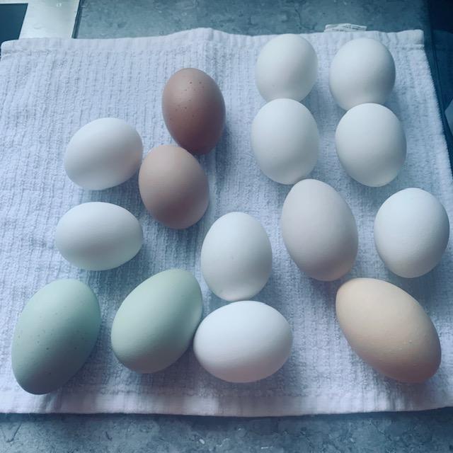 Here are some of the eggs from today's gathering. I have not seen those shades of blue or gray before.
