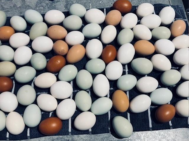 Yesterday's eggs after being washed. They are beautiful!