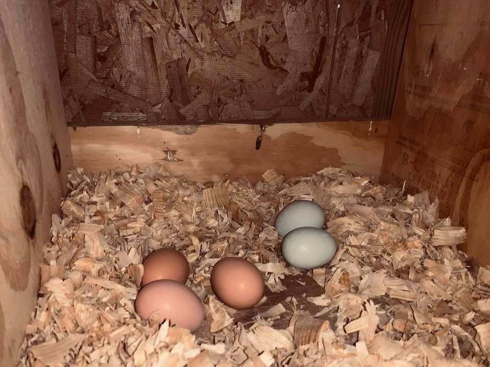 Some of our nesting boxes are more popular than others. As you can see, five chicks laid their eggs in this one.