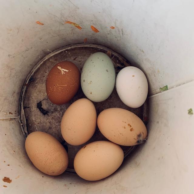 I took the chicks treats and collected eggs. The white one is a Leghorn's first egg!