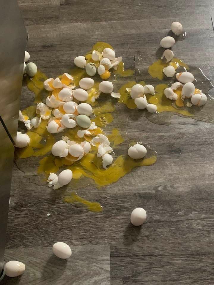 8 eggs out of 60 survived. The rest of the mess took me an hour to clean up including going under the refrigerator. It won't happen again because the egg container is gone. 8 eggs out of 60 survived. The rest of the mess took me an hour to clean up including going under the refrigerator. It won't happen again because the egg container is gone.