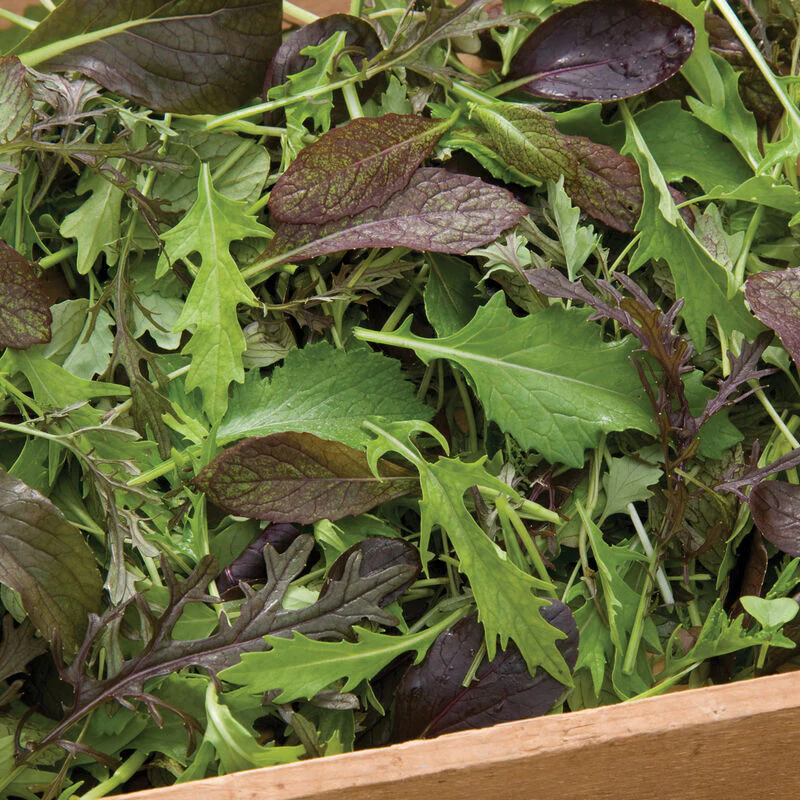 Grow leafy greens like our Elegance Mix with several kinds of leafy greens for you to enjoy.