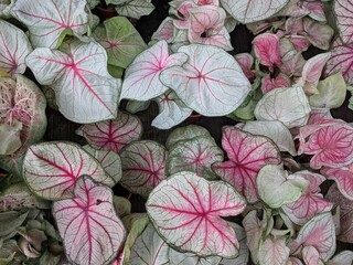 Planting bulbs in our San Antonio yard yielded beautiful Elephant Ears plants.