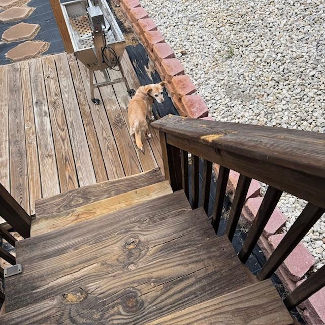 Over the past few days, she has barely left her bed and did not even want to go outside. She was a sweet little girl.