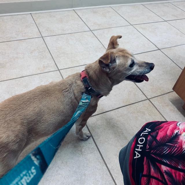 Ethel at the vet's with David's knee. She did a great job like she always does.