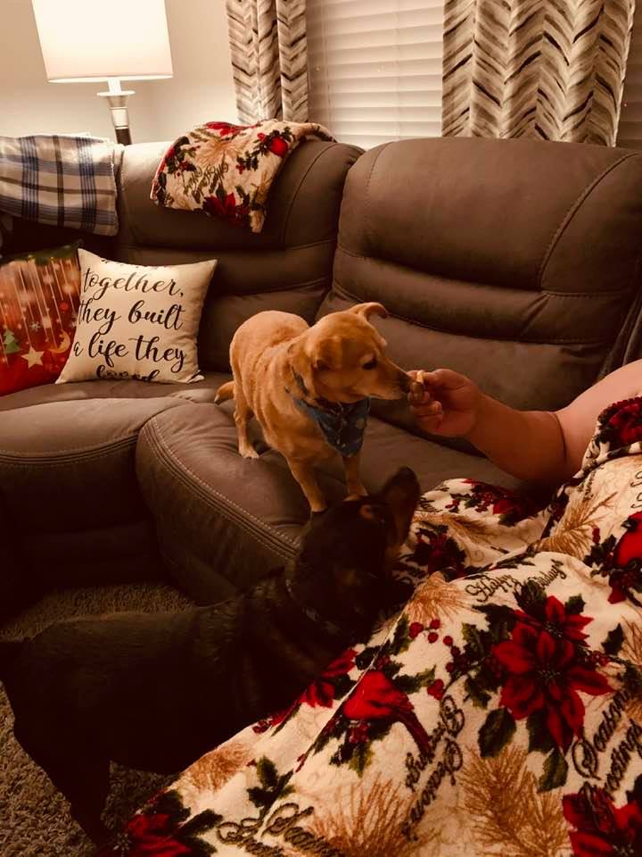 Ethel and Annabelle with David as he hands out Christmas treats in the living room.
