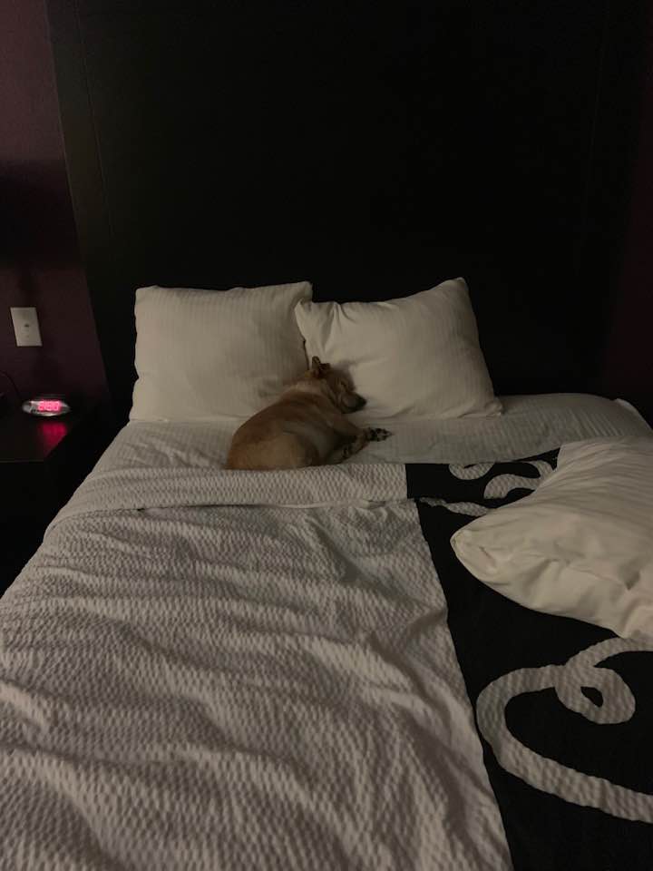 Ethel in a hotel bed from last August when we were living in the green shed. We took a few breaks. This was in a hotel in Pleasanton.
