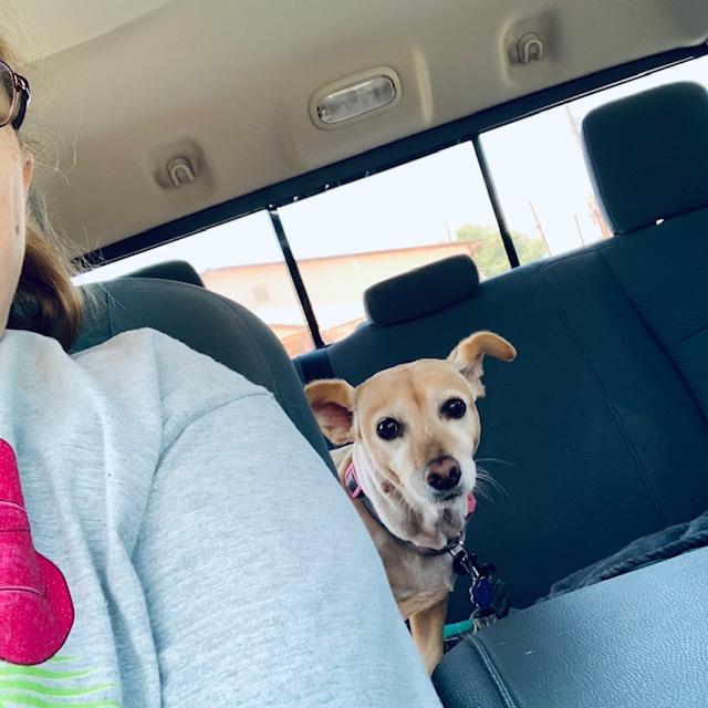 Here is little Ethel in the truck behind me. It is hard to get a photo of her when Lucy is around. Lucy wants all of the attention at all times.