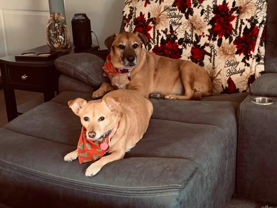Ethel and Lucy are waiting for Santa to come on the chaise lounge.