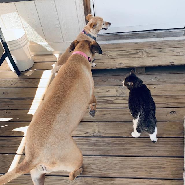 Ethel, Lucy, and Kitty all wanting to go in from the back porch.