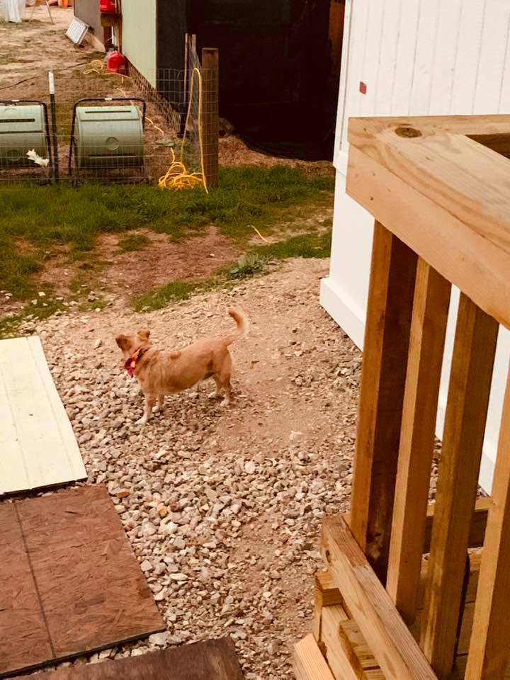 Little Ethel hates to get her feet wet so she will not step in grass when it rains. Here she is on the rocks on the side of the house. I had to take her out front.