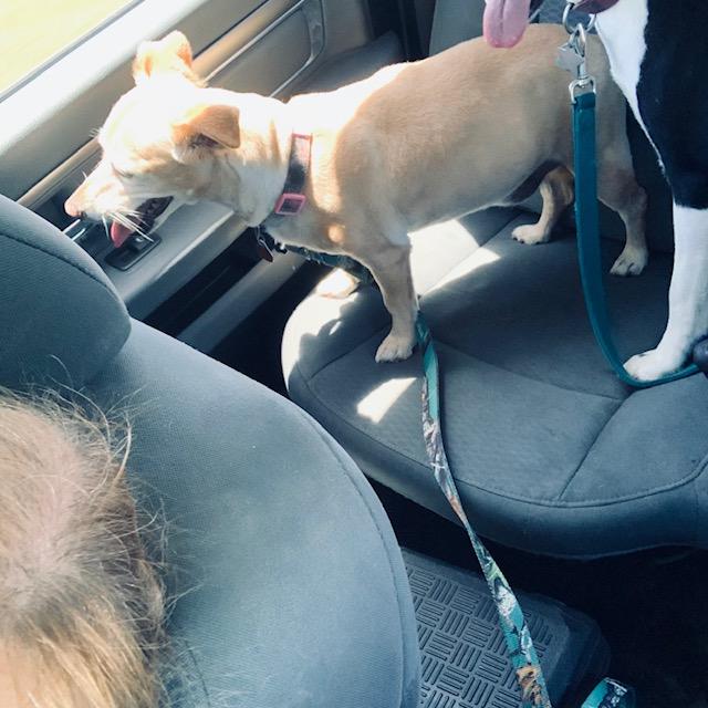Ethel has been shaved for summer and she feels so soft and cool now. Here she is in the back of the truck ready to go home.