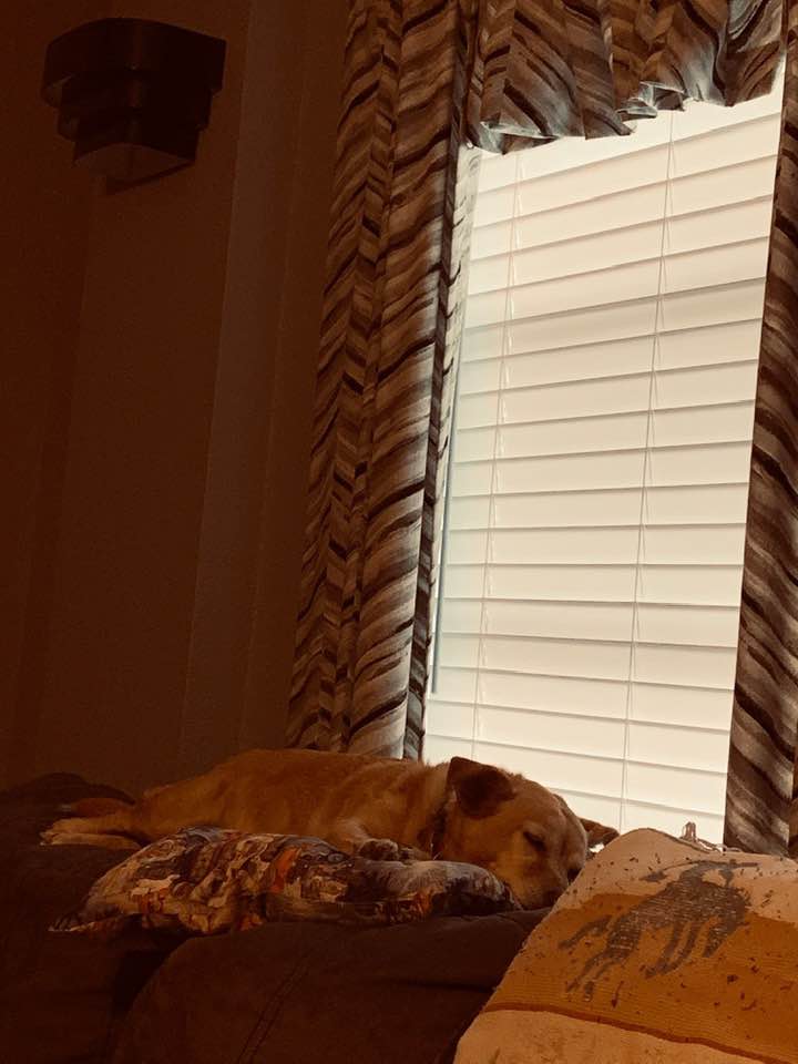 Ethel sleeping peacefully on the back of the couch after her two big adventures today.