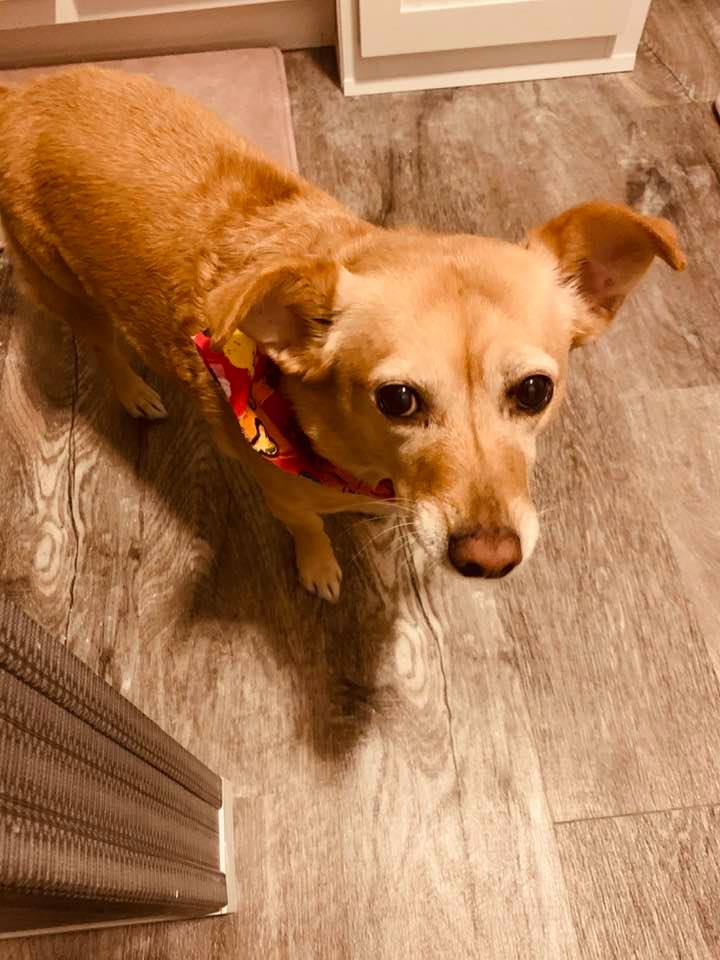 Ethel looking so cute with her new bandana.